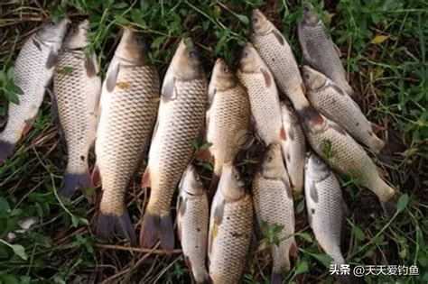 这种饵料大鲤鱼最爱，适合夏季野钓，钓肥水是一绝臭味食物体型