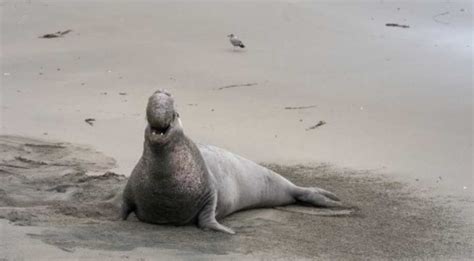 Giant elephant seal weighing 500kg reappears along Victoria's coastline ...