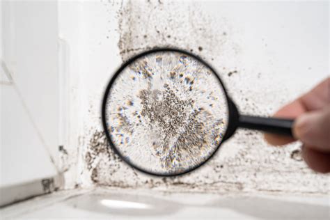 Black Mold Why Its A Danger To Your Health Bactronix