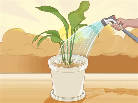 How To Save An Overwatered Plant With Pictures Wikihow