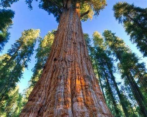 Ecco L Albero Da Guinness Dei Primati 115mt Di Altezza E Potrebbe