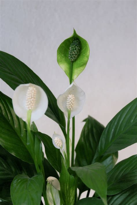 How To Identify And Prevent Peace Lily Diseases Gardeners Path