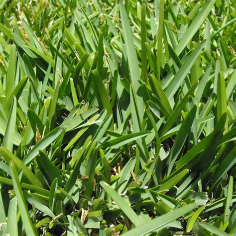 Grass Vs Ground Cover What’s Best For Your Kauai Commercial Landscape