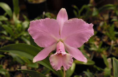 Cattleya Labiata Var Concolor Cruzamento E Cultivo Leand Flickr