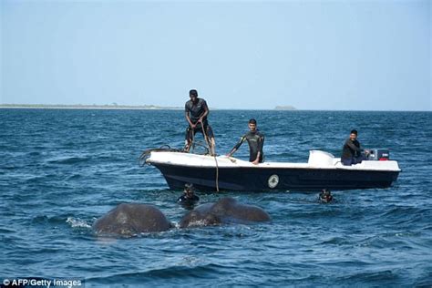 Sri Lanka Navy Rescues Two Elephants Washed Out To Sea Daily Mail Online