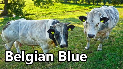 Belgian Blue Facts 🐄 Youtube