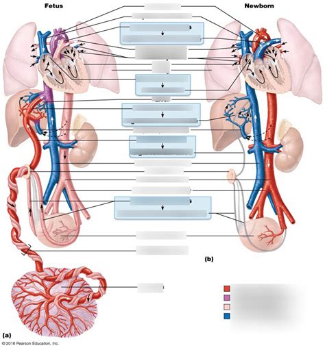 Fetus And Newborn Diagram Quizlet