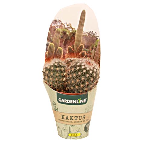 Gardenline Kakteen Oder Sukkulenten Aldi S D