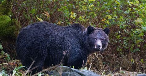 Grizzly Habitat | Raincoast