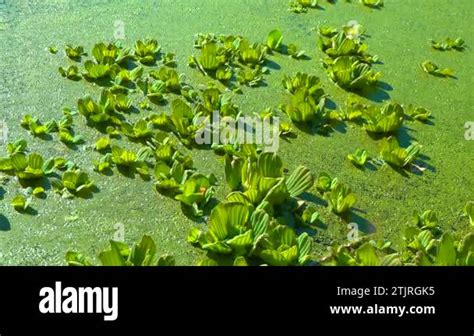 Floating Aquatic Plants Pistia Stratiotes Among Duckweed And Wolffia In