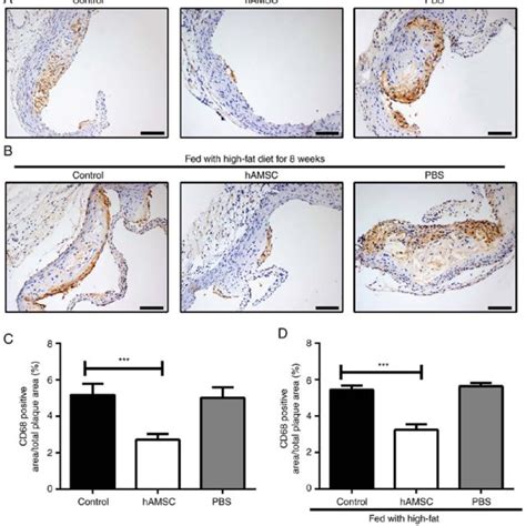 Effects Of Early And Late Hamscs Treatment On Macrophage Accumulation