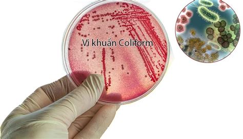 Violet Red Bile Lactose Vrb Agar Merck Sale S C N