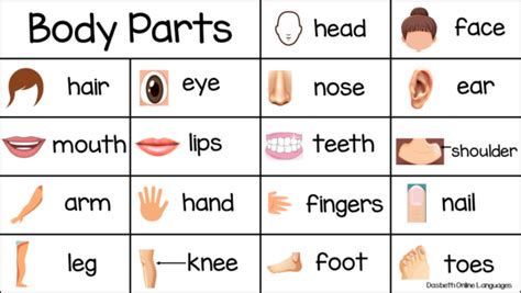 Basic Vocabulary About Body Parts In English For Preschool And 1st