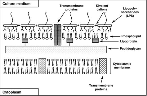 8 Simplified structure of the cell wall of E. coli showing its ...