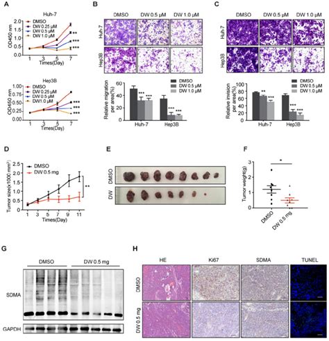 Dw Suppresses Malignant Phenotypes Of Hcc In Vitro And In Hcc