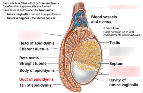 Lab Station Male Reproductive System Diagram Quizlet