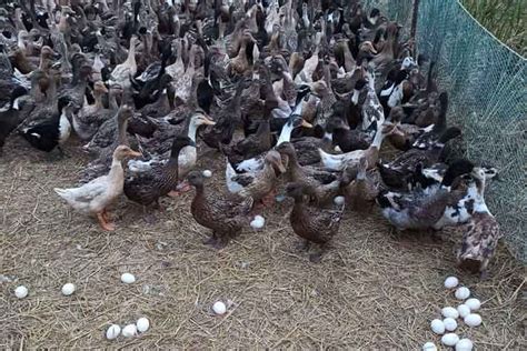 Duck Farming Guide - Learn How to Start a Duck Farm in India