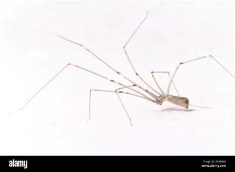 Pholcidae Pholcus Phalangioides Macro De Ara A De Bodega Conocida