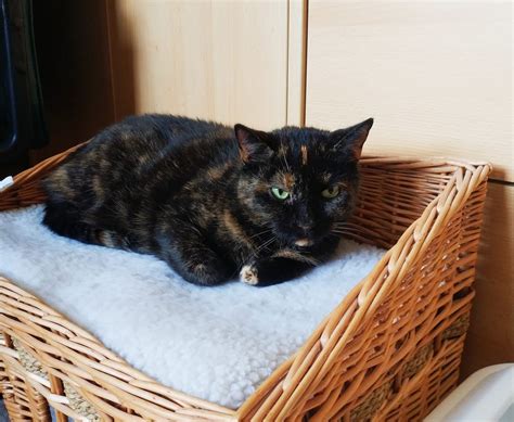 Lotti – Vereinigung der Katzenfreunde e.V.