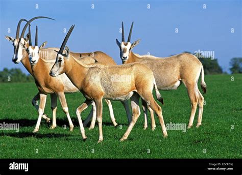 Scimitar Horned Oryx Oryx Dammah Herd This Specy Is Now Extinct In