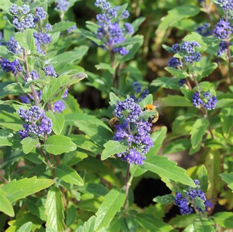 Caryopteris clandonensis Grand Bleu x 3 Litre