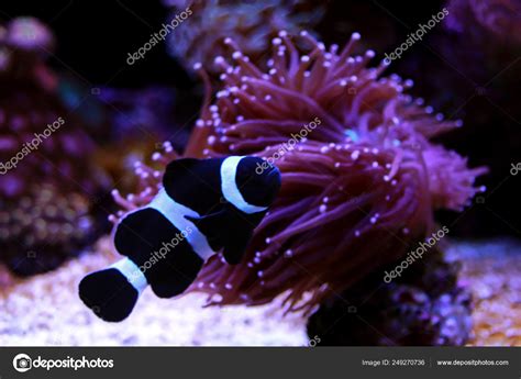 Black And White Clownfish