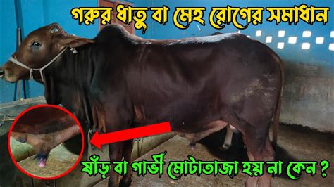 গরুর ধাতু বা মেহ রোগের সমাধানষাঁড় বা গাভী মোটাতাজা হয় না কেন Cow