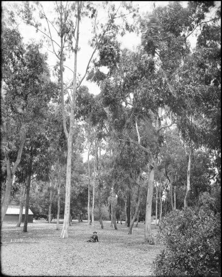 Eucalyptus Gunnii Votre Manuel Ultime pour une Plantation Réussie un