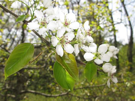 Pyrus Pyrifolia Apple Pear Asian Pear Chinese Pear Chinese Sand