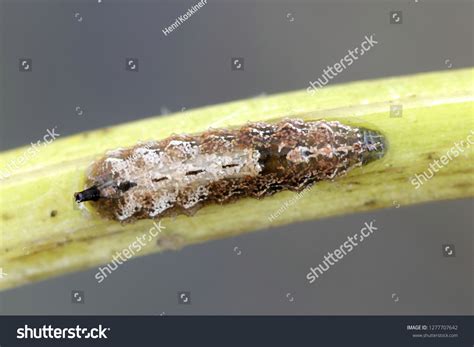 hoverfly larva  biological control aphids stock photo