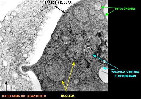 Estrutura Da Parede Celular Fungica O Que São FUNGOS? [Conceito,