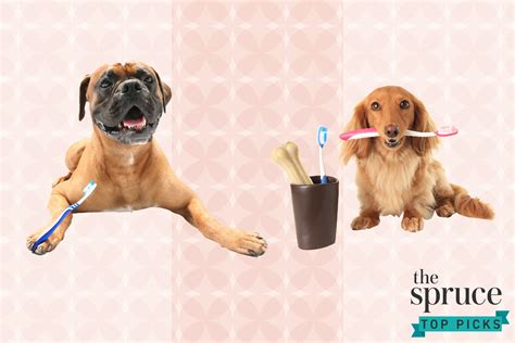 The 8 Best Dog Toothbrushes of 2021