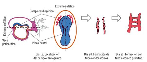 Cap Sistema Cardiovascular Embrionhands