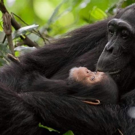 Luxury Chimpanzee Trekking Safaris In Kibale Forest National Park