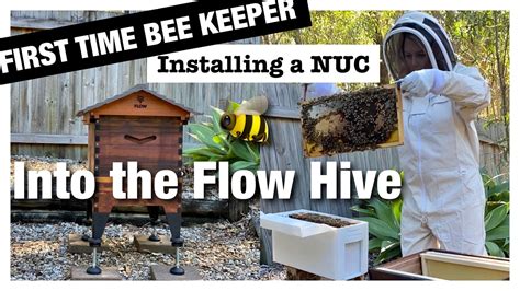 Beginner Bee Keeper Installing A Nuc Into The Flow Hive 🐝 🍯 Youtube