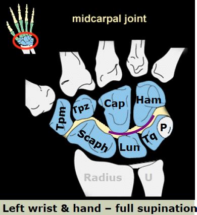 Wrist And Hand Flashcards Quizlet