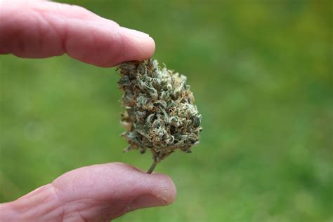 Le Conseil fédéral ouvre la voie à la légalisation du cannabis Le