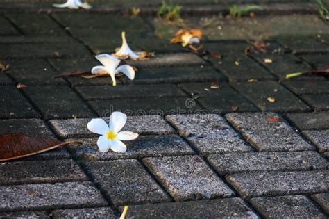 Kamboja Kuning or Yellow Plumeria Known As Yellow Frangipani is ...