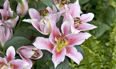 Orientalische Lilien Pflanzen Und Pflegen Mein Schöner Garten