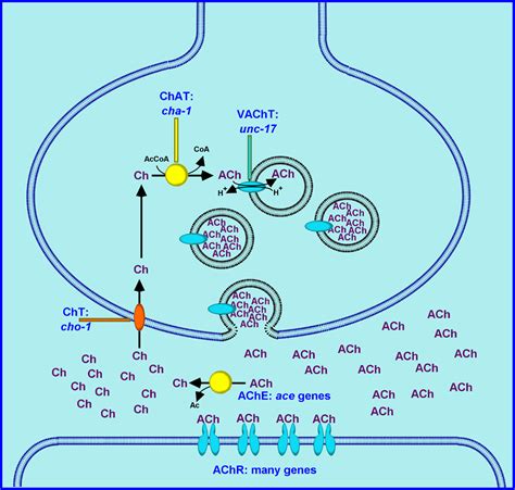 Acetylcholine