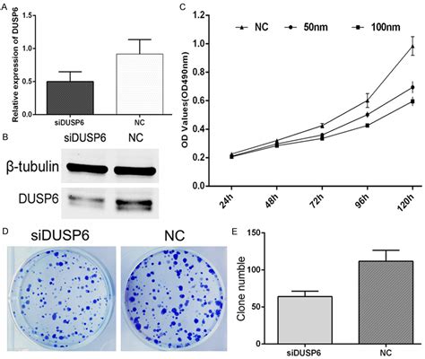 Figure 1 From Silencing Of DUSP 6 Gene By RNAi Mediation Inhibits