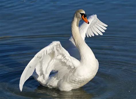 Comportamento Do Cisne Hábitos E Modo De Vida Do Animal Mundo Ecologia