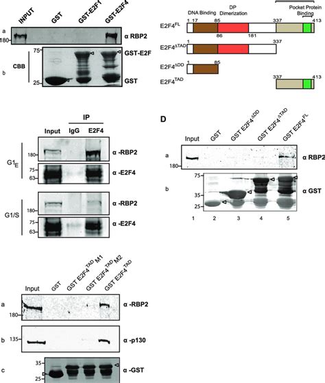 RBP2 associates with the Transactivation Domain of E2F4. (A ... 