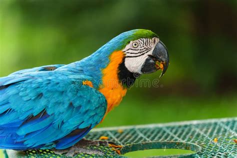 Blue And Yellow Macaw Ara Ararauna Also Known As Blue And Gold Macaw