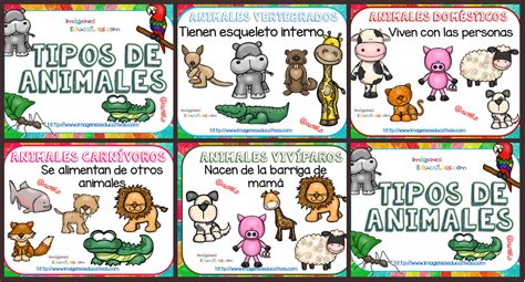 Tipos De Animales Tarjetas Explicativas Clasificación Imagenes Educativas