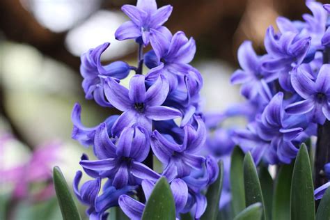 Hyazinthen Pflanzen Und Pflegen Garten Experten Net