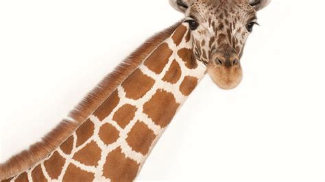 Giraffe | National Geographic