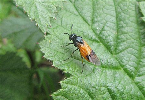 Bramble Sawfly Gedling Conservation Trust Nottingham