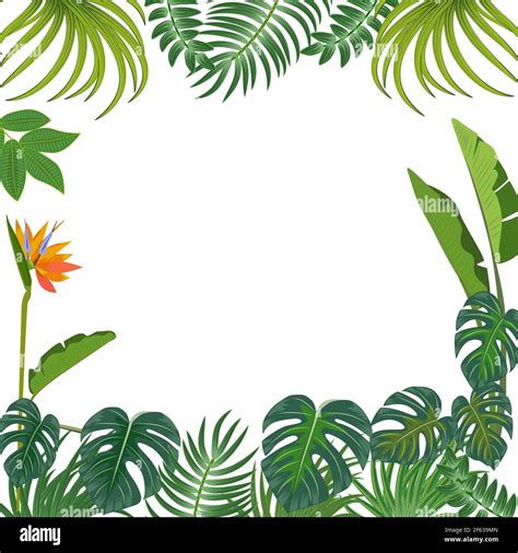 Vector Selva Tropical De Fondo Con Palmeras Flores Y Hojas Imagen