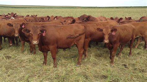 Cattle Range Listing 907c988 201 Youtube